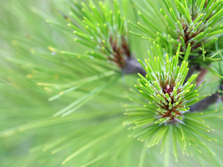 Young shoots of pine, natural background, tender greens, needles, closeup, selective focus