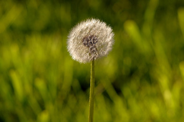 fluffy dandelion in a field close