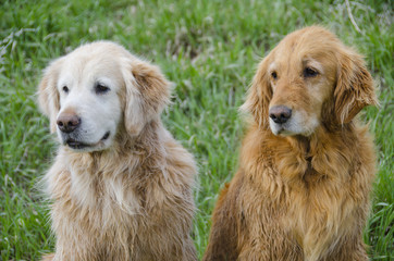 Golden Retriever Family Portrait