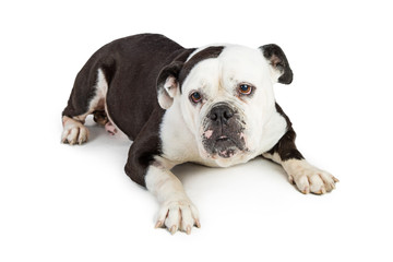 Bulldog With Black and White Fur Lying Down