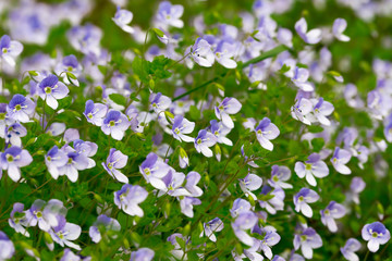 Green grass with small blue flowers