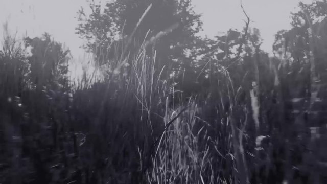 Video of a first person view running through a mist in dark forest grass.