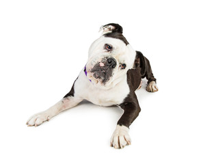 Cute Bulldog Breed Dog Lying Down Tilting Head