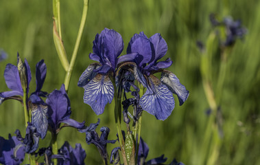 Iris sibirica in green grass