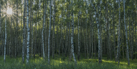 Birch tree forest in sunny spring evening