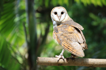 Owl
