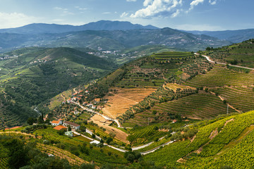 Fototapeta na wymiar Portugal. Top view of Douro Valley, vineyards are on a hills..