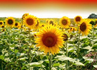 Sunflower field