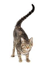 Tabby Cat Black and Tan With Tail in Air