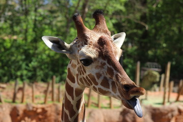 Fototapeta premium Girafa