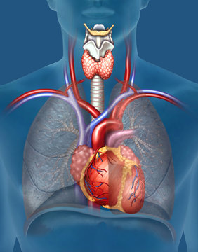 Sistema cardio respiratorio humano