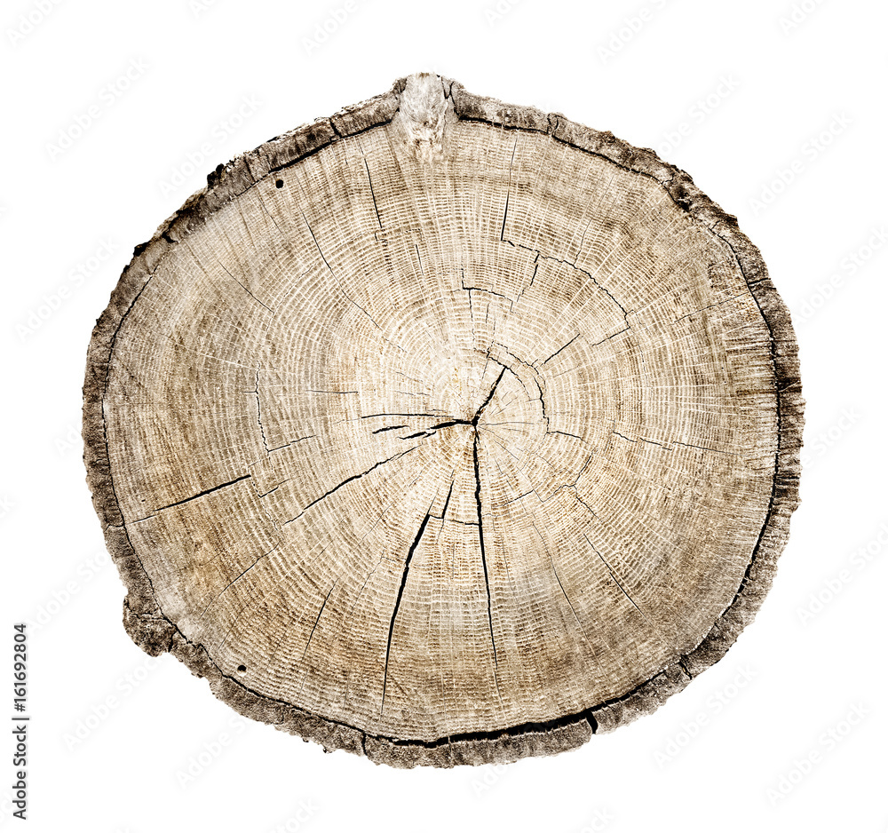 Wall mural wood slab sliced with tree ring texture pattern and cracks isolated on white background.
