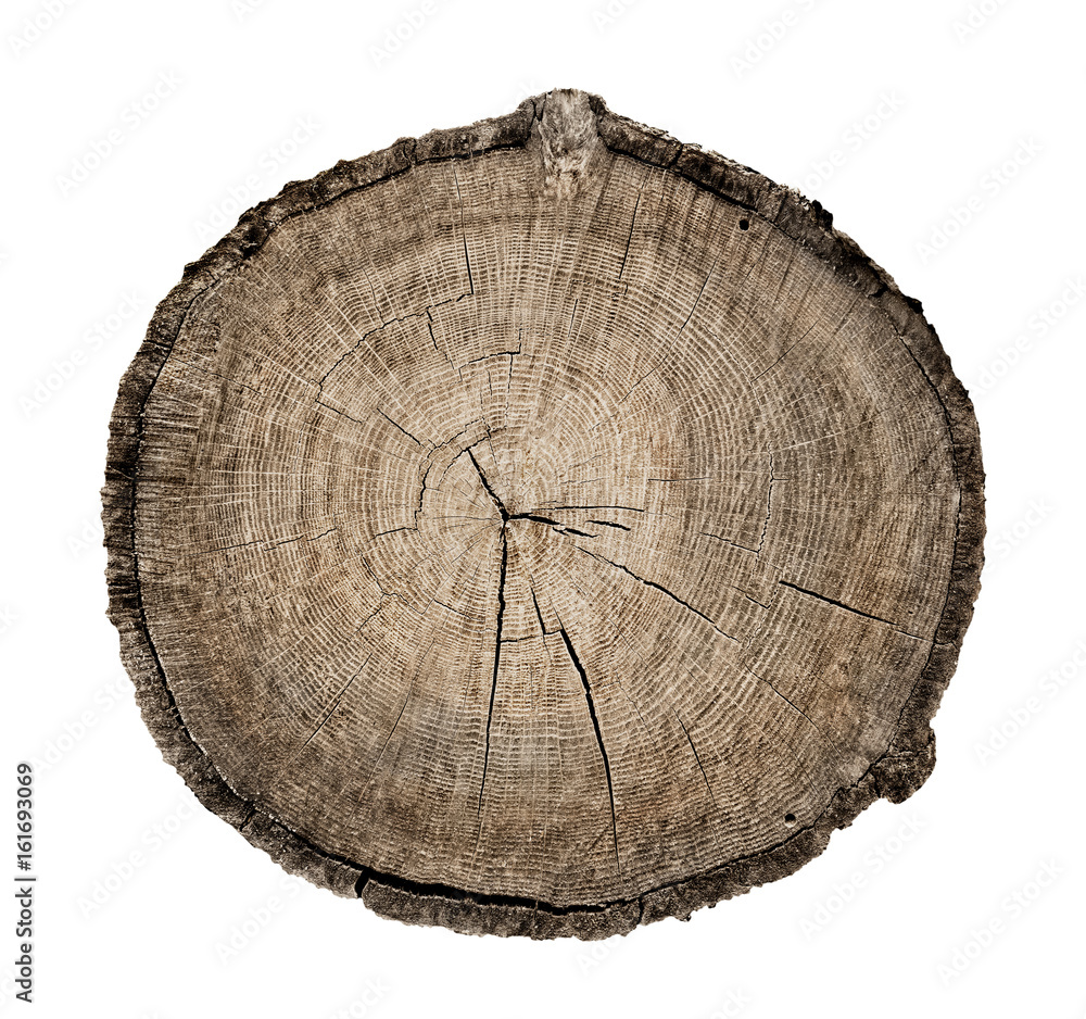 Wall mural large circular piece of wood cross section with tree ring texture pattern and cracks isolated on whi