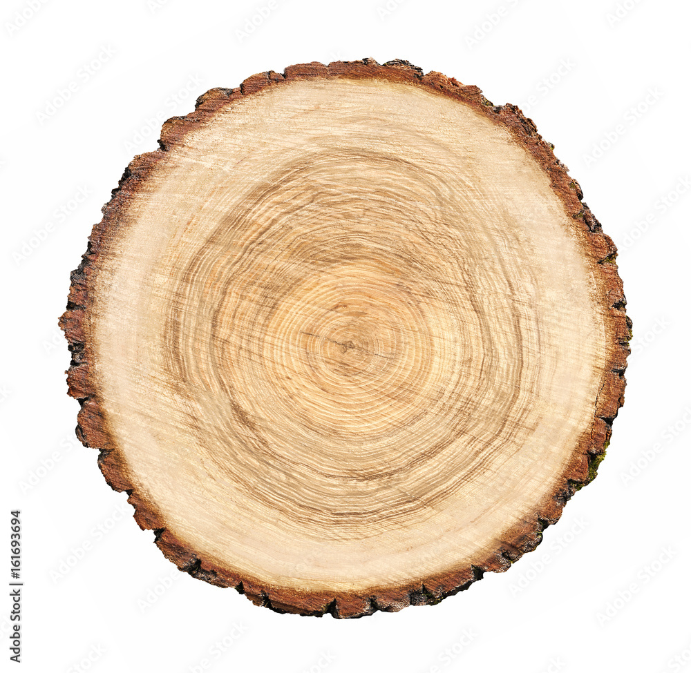 Wall mural large circular piece of wood cross section with tree ring texture pattern and cracks isolated on whi