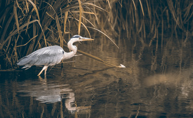 Reiher im See