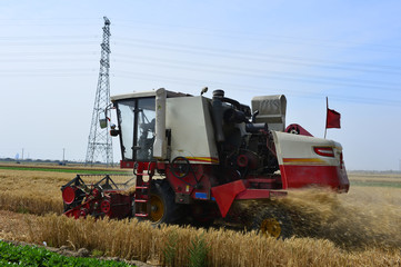Harvester in wheat
