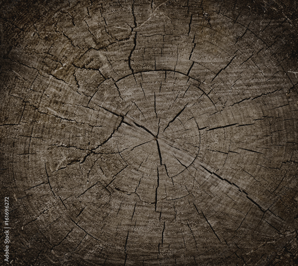 Wall mural large circular piece of wood cross section with tree ring texture pattern and cracks isolated on whi