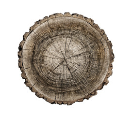 Rough cross section of a brown tree stump slice with age rings cut fresh from the forest. Piece of...
