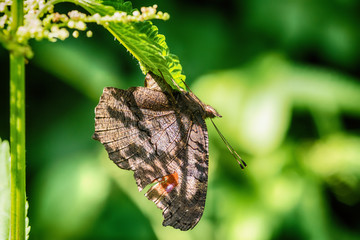 Naklejka premium Butterfly on the leaf