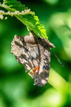 Butterfly on the leaf