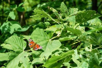 Naklejka premium Butterfly on the leaf