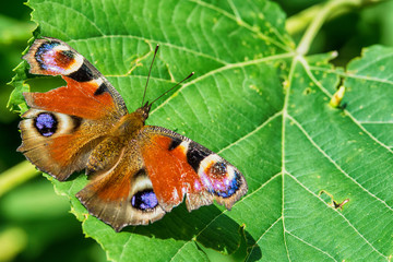 Naklejka premium Butterfly on the leaf
