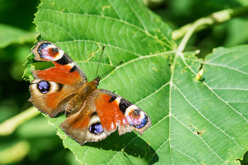 Naklejka premium Butterfly on the leaf