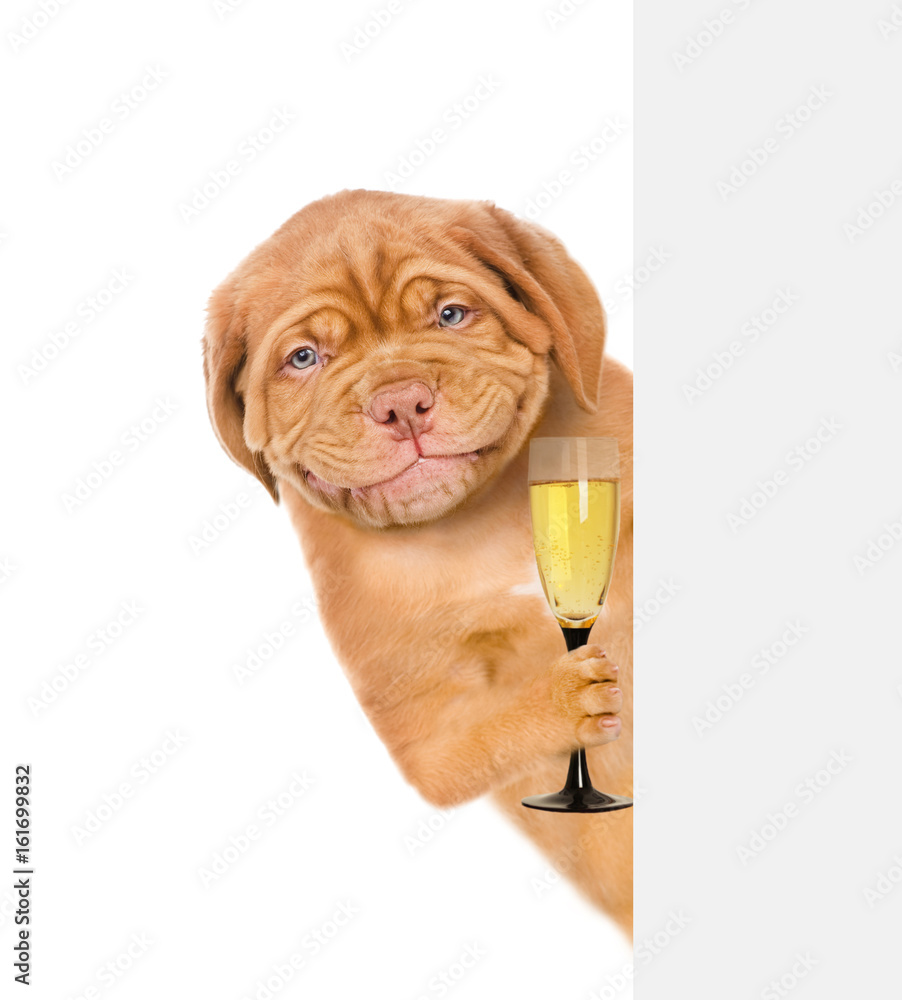 Poster smiling puppy holding glass of champagne and peeking from behind empty board. isolated on white back
