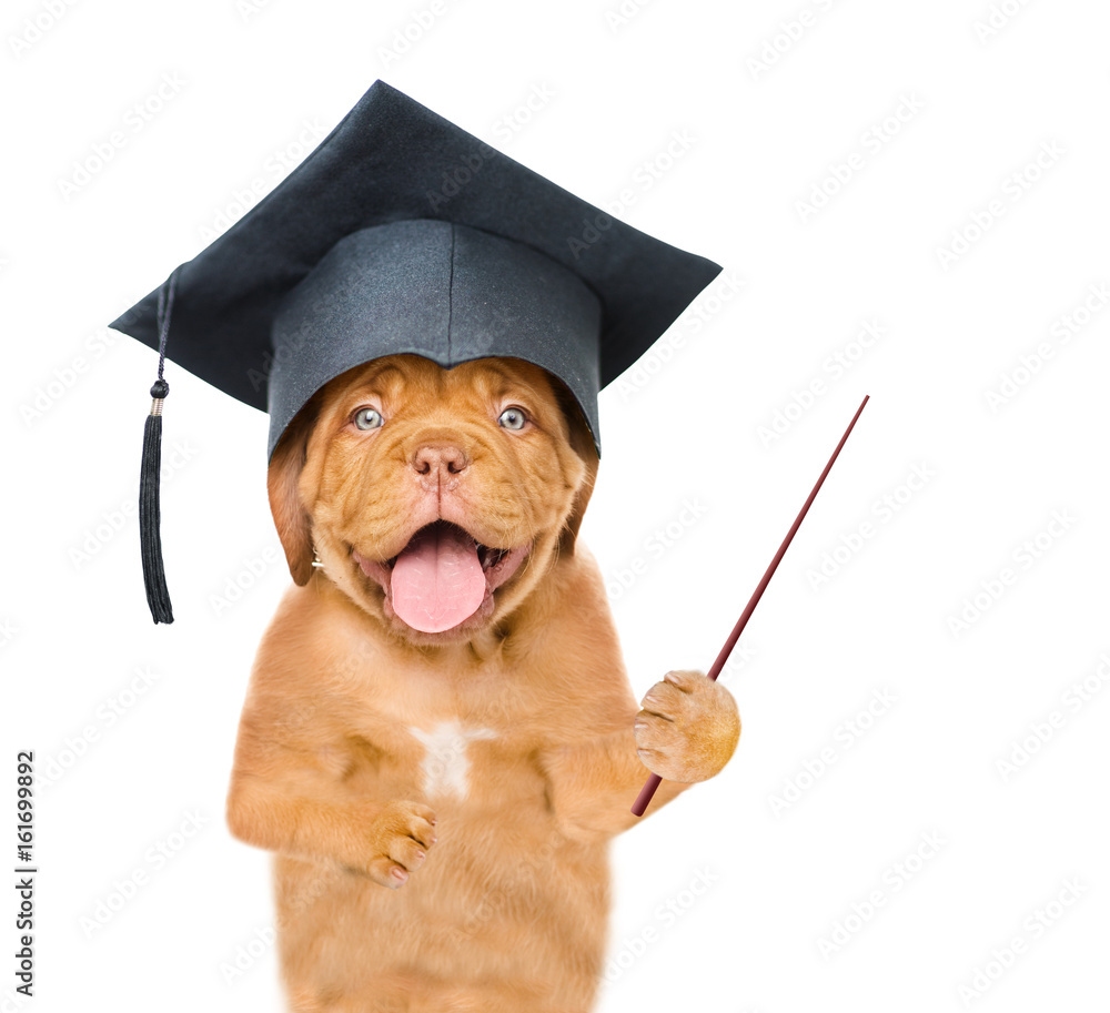 Poster graduated dog with pointing stick. isolated on white background