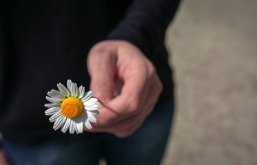 Hand gives a wild daisy flower with love.  friendly .