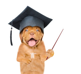 Graduated dog with pointing stick. isolated on white background