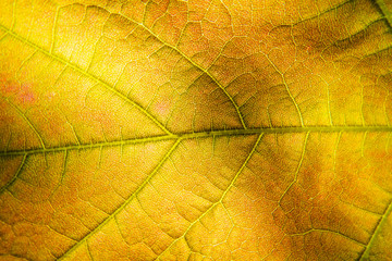 Macro of a golden leaf texture with the sunlight behind it.
