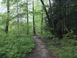 Obraz premium Forest Path