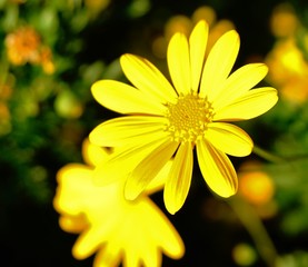 Obraz premium Flower