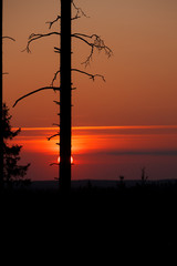 Sun setting over forest