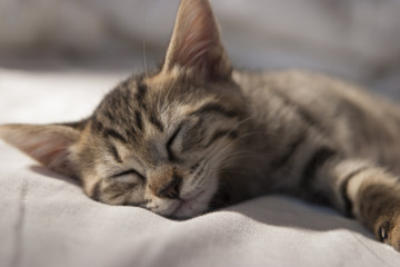 ねこ