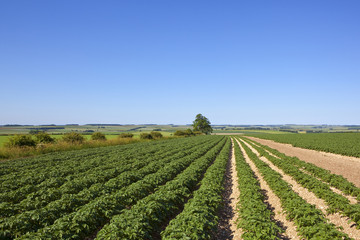 Fototapeta na wymiar potato rows in summer