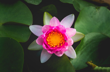 beautiful lotus flower in pond.
