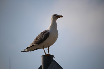 mouette de percher