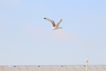 mouette en vol