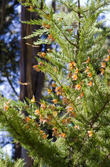 Cluster of Monarch Butterflies on a tree near Pismo Beach, California, USA.
