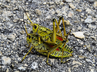 Crickets in love