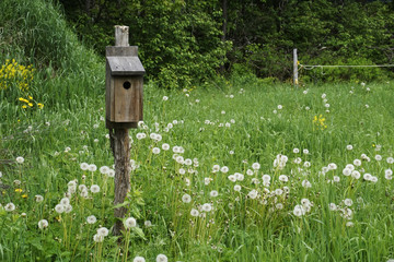 bird house in a field of dandelions