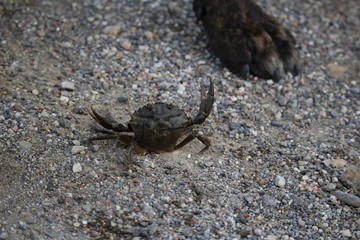 chien qu ijoue avec un crabe
