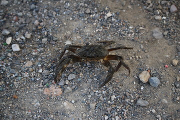 crabe sur le sol