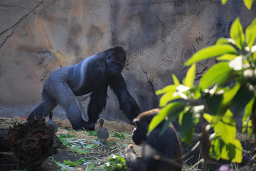 Male Silverback Gorilla striding © Orion Media Group
