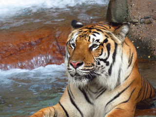 tiger in the water