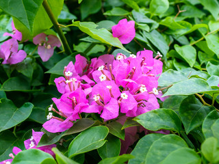 Bougainvillea (Bougainvillea glabra), bougainvillea flowers in rainforest, close-up, macro.