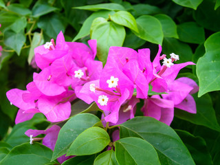 Bougainvillea (Bougainvillea glabra), bougainvillea flowers in rainforest, close-up, macro.