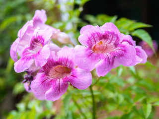 Hollyhock. Plant Care. flowers in nature